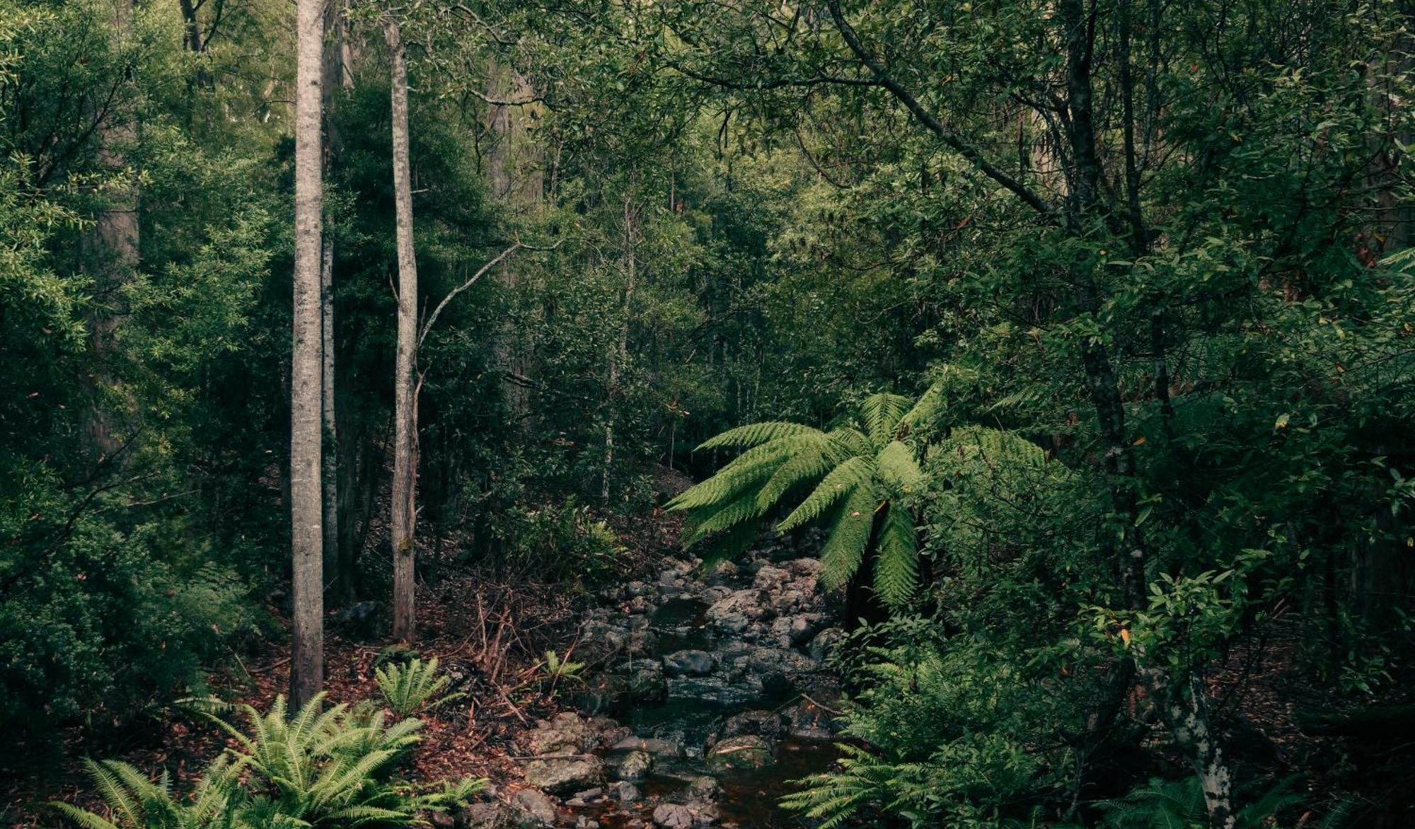 Wilder Tasmania * Gowrie Park